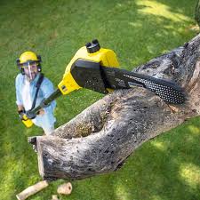 Trusted Oak Grove, MN Tree Removal and Landscaping Services Experts